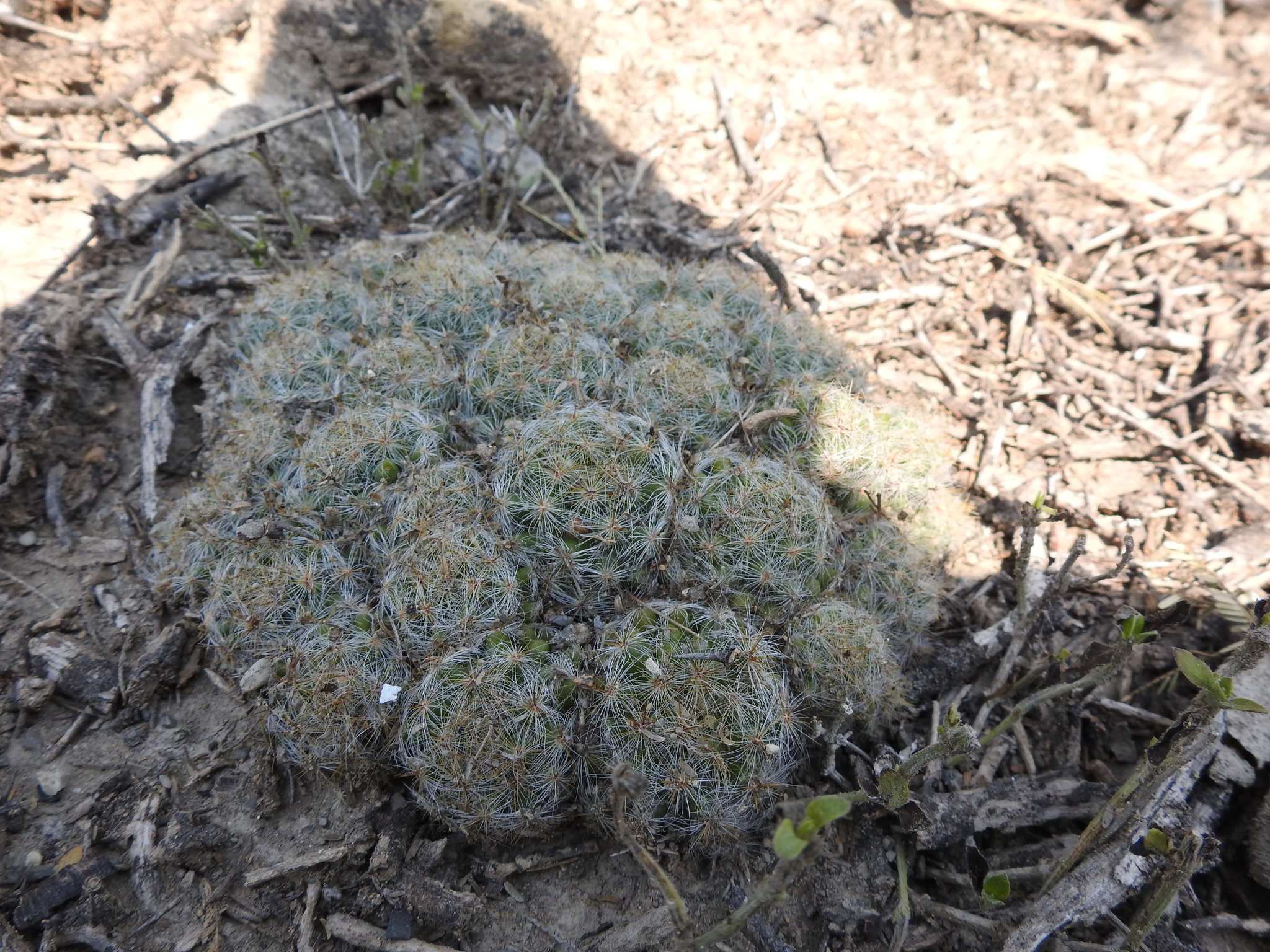 Mammillaria baumii